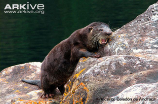 Illustration for article titled Monday Mustelid - Lontra provocax Edition